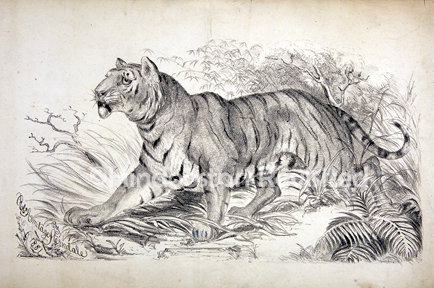 /data/Original Prints/Natural History/FELIS TIGRIS - THE TIGER - BAGH SHER.jpg